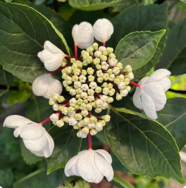 水野クリニックのロゴ画像